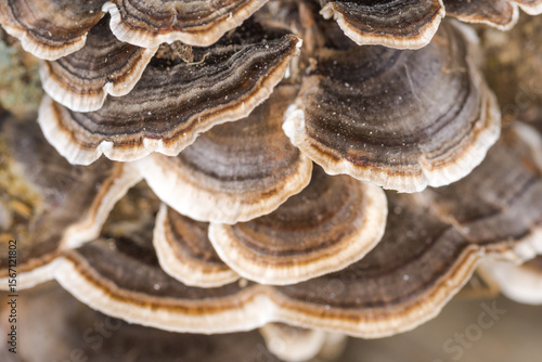 cluster of Turkey tail mushrooms