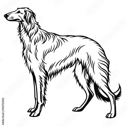 Elegant Borzoi Dog Illustration in Black and White Detailed Vector Artwork of a Graceful Russian Wolfhound Standing Profile