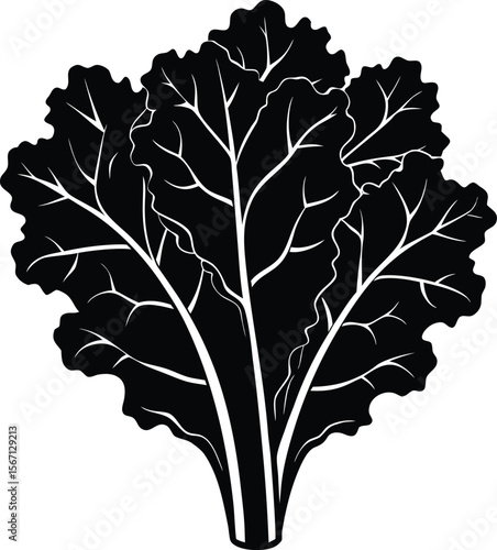 kale on white background.eps