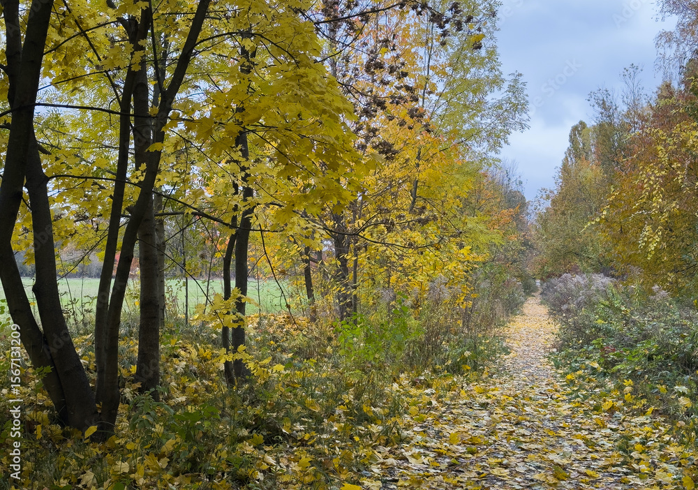 Fototapeta premium Autumn landscape. Autumn oak leafes