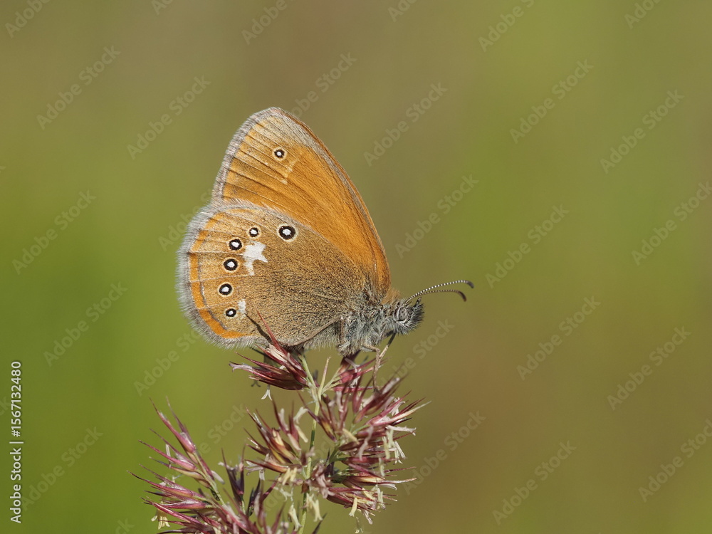 Obraz premium Chestnut Heath (Coenonympha glycerion)