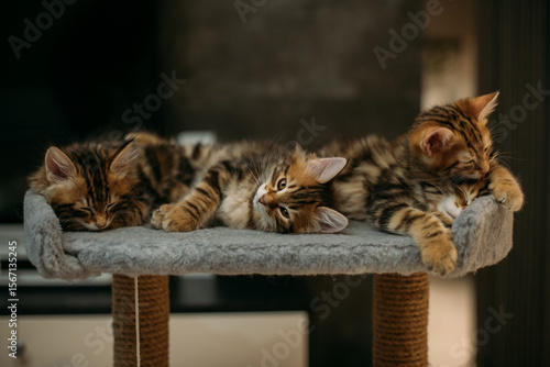 Foto Kittens of the striped Kuril bobtail play on scratching posts for the cat