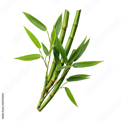 Fresh green bamboo stalks with lush leaves in an artful composition