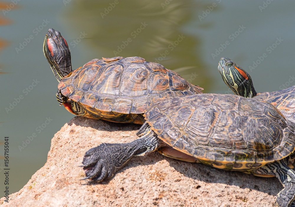 Fototapeta premium red-eared turtles basking in the sun