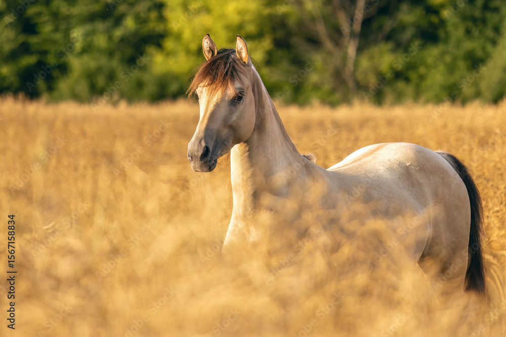 Φωτογραφία Graceful Morgan Mare on a Blooming Summer Field