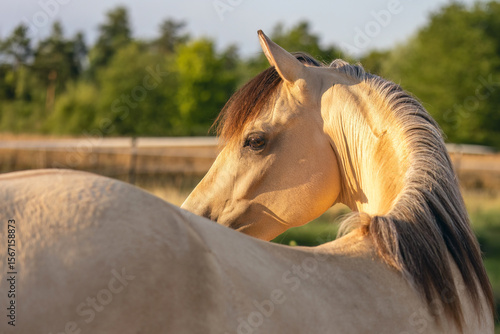 Photos Graceful Morgan Mare on a Blooming Summer Field