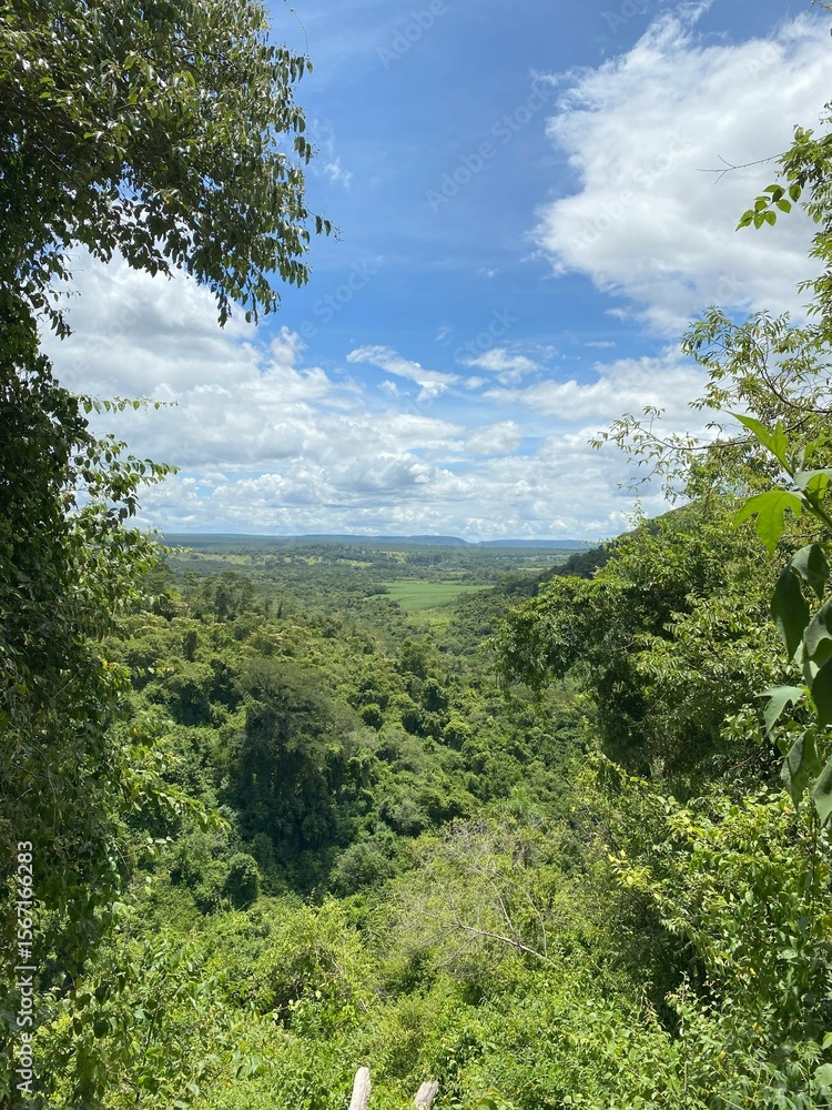 Fototapeta premium Floresta