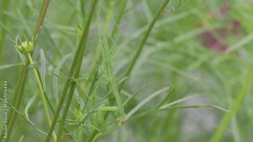 Tokyo, Japan - July 5, 2025: Closeup of a mantis on culm of cosmos Tokyo, Japan - July 5, 2025: Closeup of a mantis on culm of cosmos