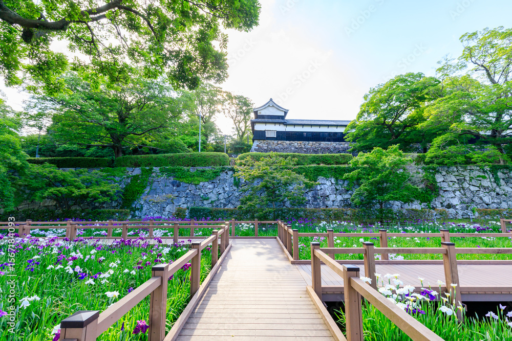 初夏の舞鶴公園 花菖蒲園 福岡県福岡市 Maizuru Park Iris Garden in early summer. Fukuoka Pref, Fukuoka City. 初夏の舞鶴公園 花菖蒲園 福岡県福岡市 Maizuru Park Iris Garden in early summer. Fukuoka Pref, Fukuoka City.