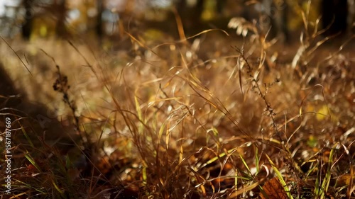AI-generated close-up of dry brown grass, likely in a lawn or field, showing signs of drought stress