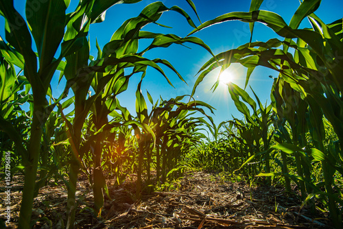 Low angle view of young corn crop growing under warm summer sun in North Dakota.