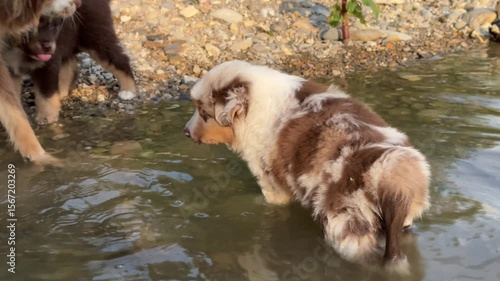 Dog is playing in the water with another dog