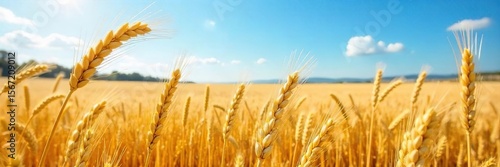 Wallpaper Mural Golden Barley and Wheat Fields Swaying Gently in a Summer Breeze, Creating a Breathtaking Landscape of Ripe Grains Under a Clear Blue Sky. A Picturesque Scene of Agricultural Abundance. Torontodigital.ca