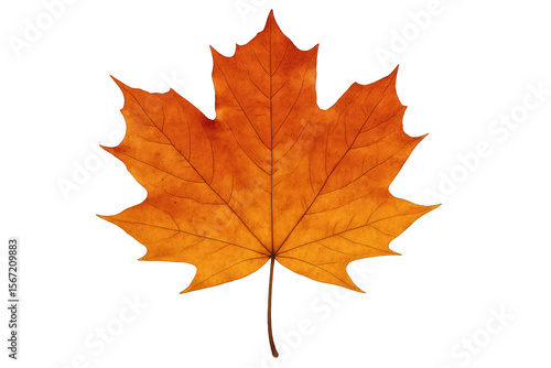 Wallpaper Mural Detailed close-up of a vibrant orange maple leaf, isolated on a transparent background, capturing the essence of autumn Torontodigital.ca