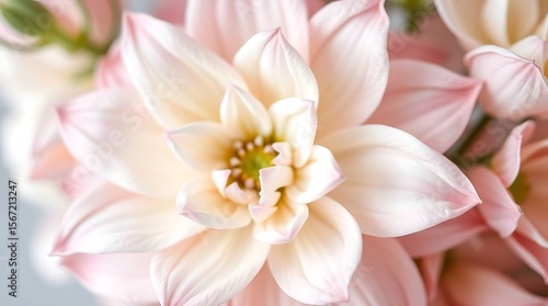 Close up of pink dahlia flower bouquet.