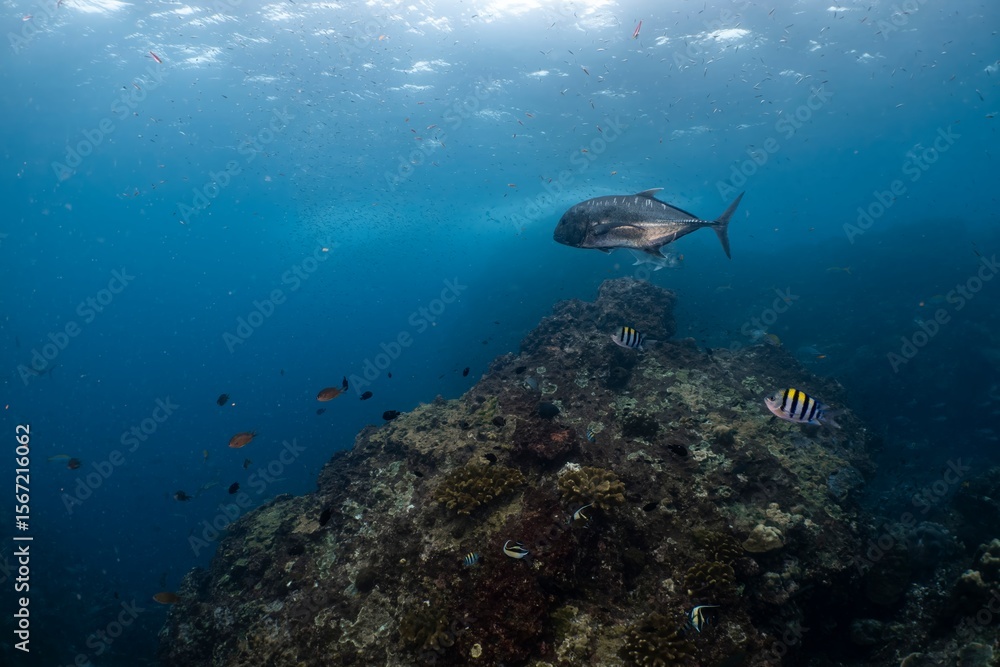 Fototapeta premium 바다의 거대한 트레발리와 작은 물고기들이 바위 주변을 헤엄치는 아름다운 수중 풍경