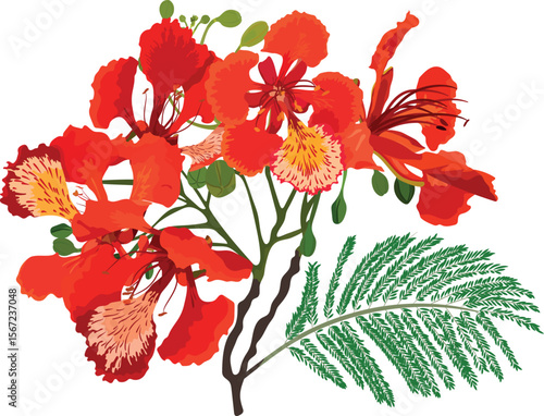 Flamboyant Flowers with leaf