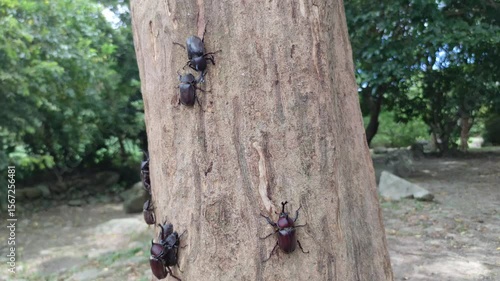 Rhinoceros Beetle Explosion in Taiwan