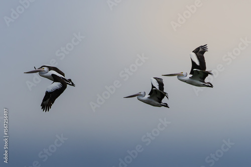 Three Australian Pelicans in flight