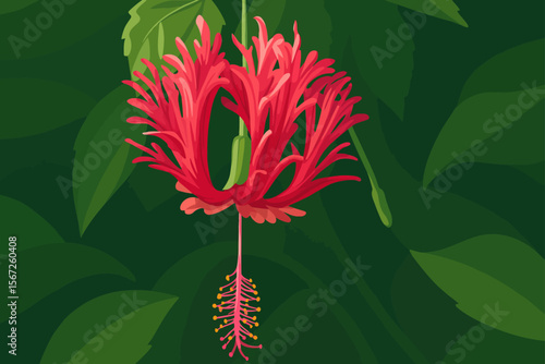 The image depicts a red fringed hibiscus (Hibiscus schizopetalus), also known as the Japanese lantern or coral hibiscus. The flower is illustrated with vibrant red, lacy, and deeply dissected petals t