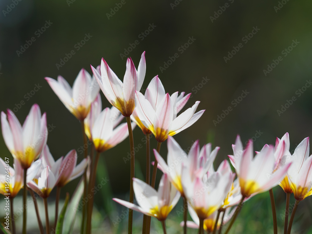 Fototapeta premium 愛らしいチューリップのツーリパ・クレチカ