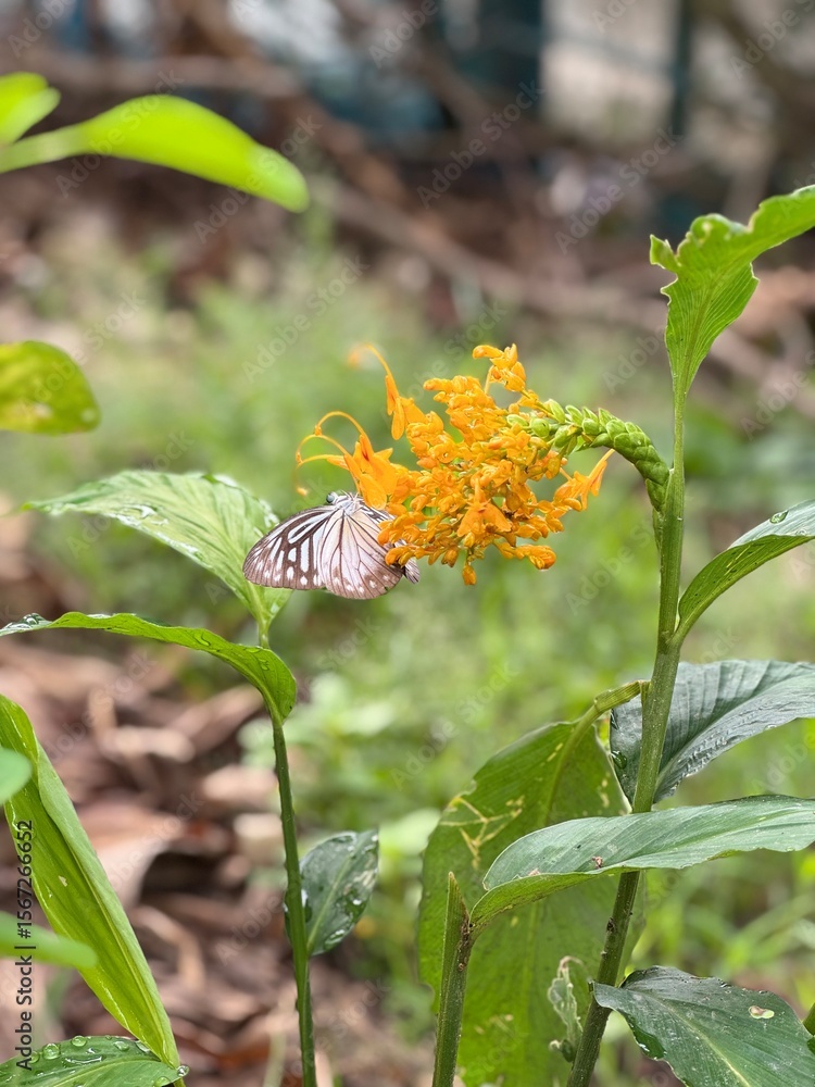 Fototapeta premium butterfly on a flower