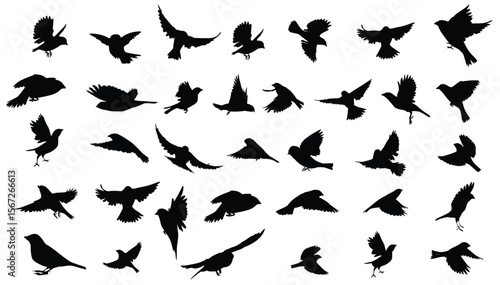 Silhouettes of thirtysix birds in flight in various positions