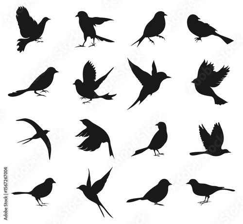 Black silhouettes of 16 diverse birds are scattered across a white background