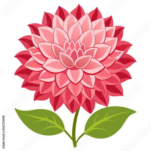 dahlia isolated on white