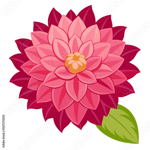  dahlia flower isolated