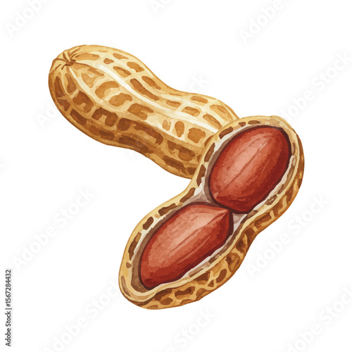 Vector watercolor peanuts / 水彩テイストのピーナッツイラスト