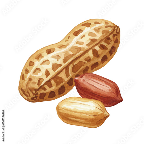 Vector watercolor peanuts / 水彩テイストのピーナッツイラスト