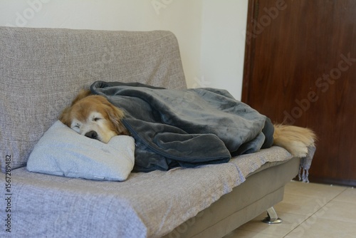 Cachorro idoso dormindo no sofá com um cobertor da cor cinza. A cabeça do golden retriever está apoiada em uma almofada.