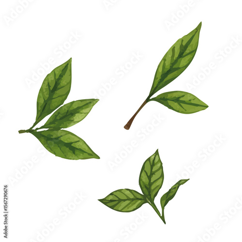 Vector watercolor Matcha / 水彩テイストの抹茶イラスト