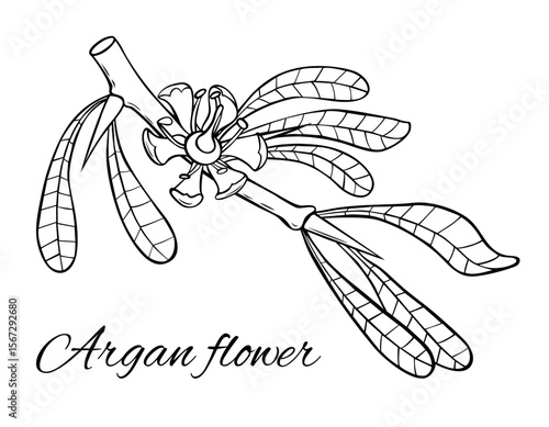 Argan branch with flower. Hand drawn vector illustration. Plant part isolated on white background.