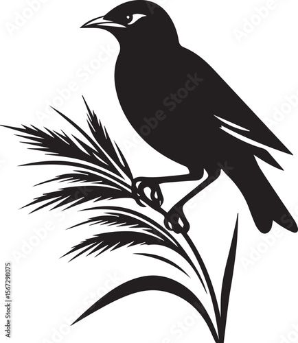 Vector bird myna silhouette illustration