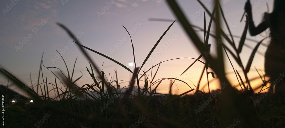 Obraz premium Sunset Light Through the Grass