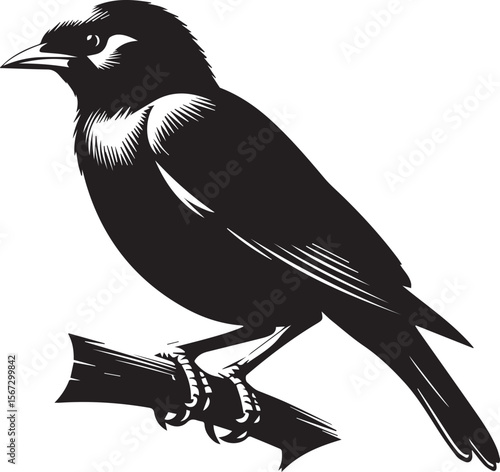 Vector bird myna silhouette illustration
