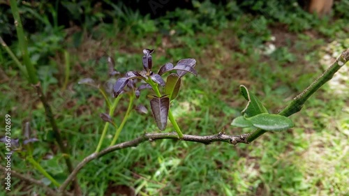 green grass in the forest