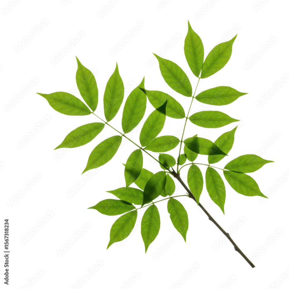 Vibrant green compound leaf branch with detailed veins isolated on transparent background Vibrant green compound leaf branch with detailed veins isolated on transparent background