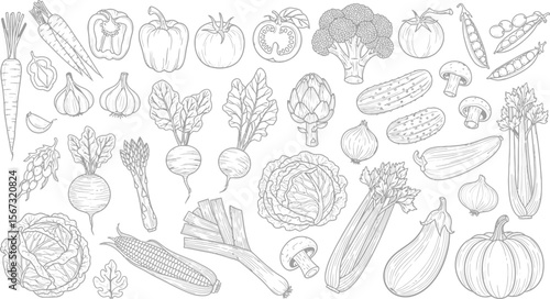 Collection of fresh vegetables hand drawn line art illustration on white background