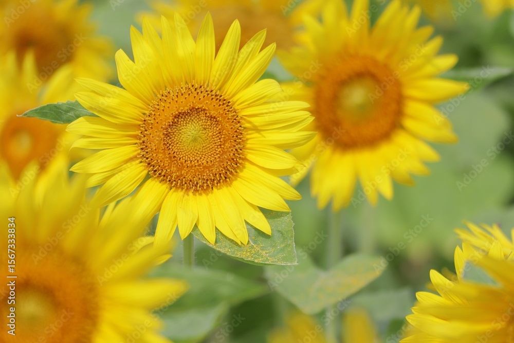 Obraz premium 夏の元気カラーひまわりの花