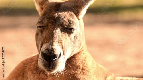 The red kangaroo is the largest of all kangaroos, the largest terrestrial mammal native to Australia, and the largest extant marsupial.