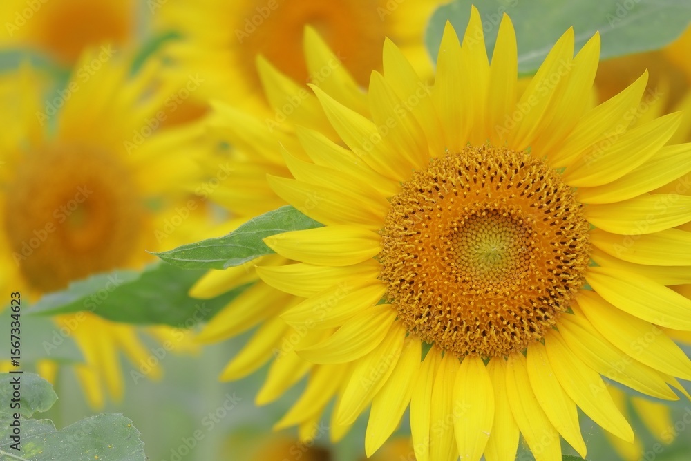 Fototapeta premium 夏のヒマワリの花のアップ