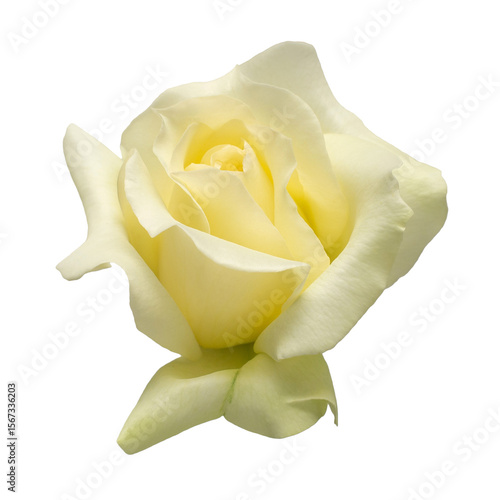 Elegant yellow rose isolated on a white background. Beautiful head flower. Spring time, summer. Garden decoration, landscaping. Floral floristic arrangement