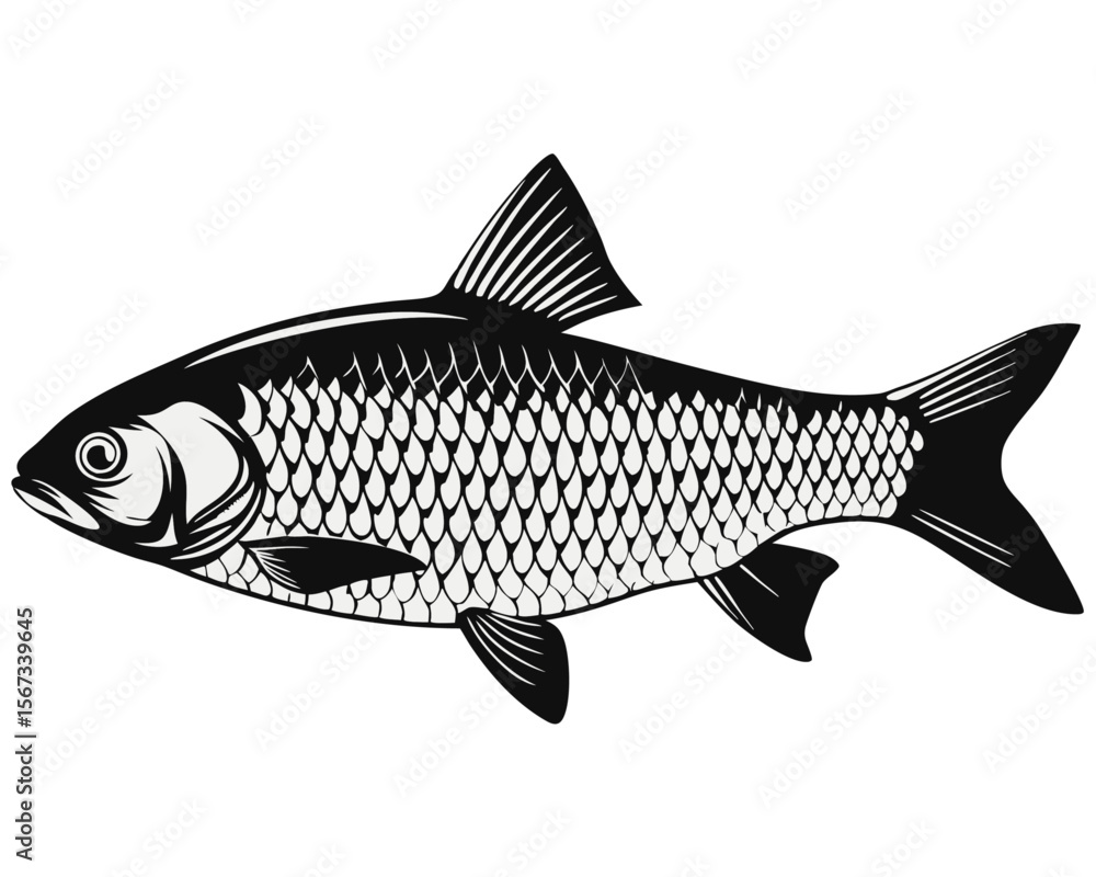 Obraz premium Detailed and lifelike depiction of a european chub fish presented as a solitary aquatic creature with vibrant scales and fins perfect for nature study or angling themes