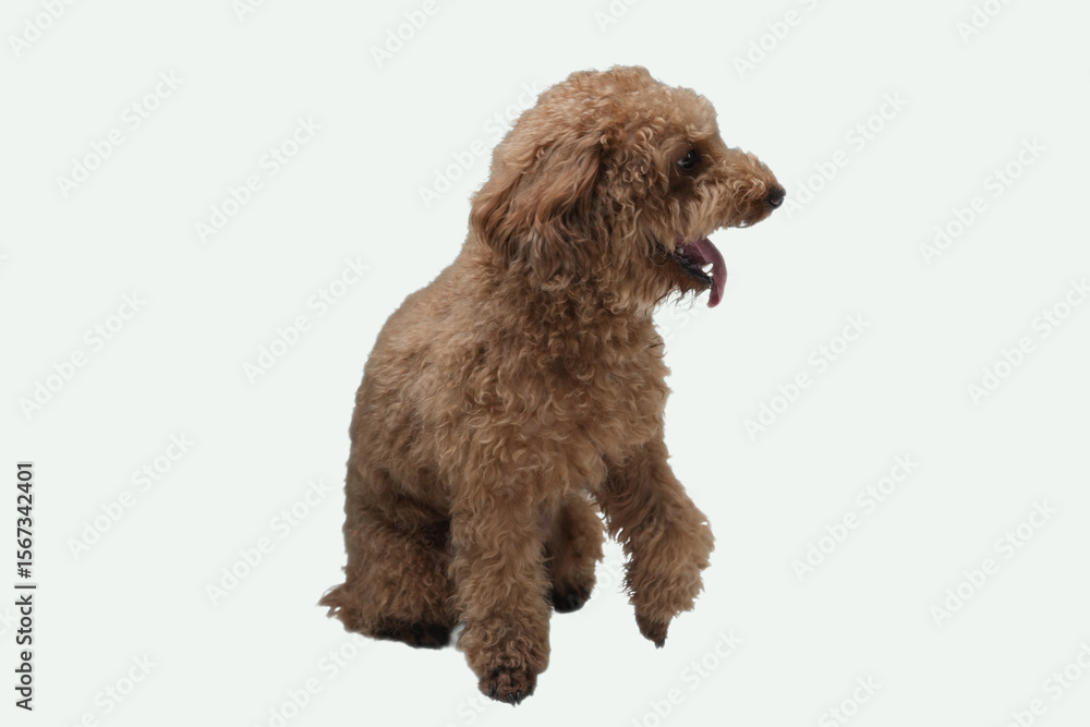 Fototapeta premium The picture shows an adorable apricot toy poodle sitting patiently. Perfect for petrelated designs, pet grooming services, or dogthemed products