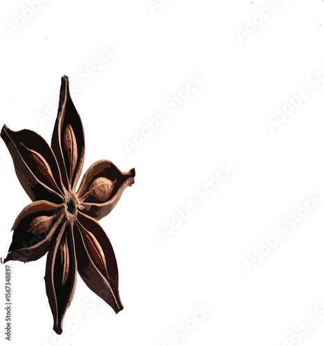 star anise on white background