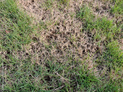 Dead grass top view of the nature background. texture of Green and brown patch. grass texture the lack of lawn care and maintenance until the damage pests fungus and disease field in bad condition.
