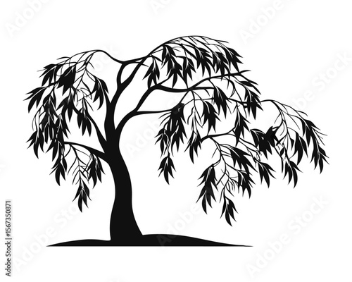 Elegant salix alba l tree silhouette with detailed leaf patterns ideal for nature inspired graphic design projects and botanical illustrations